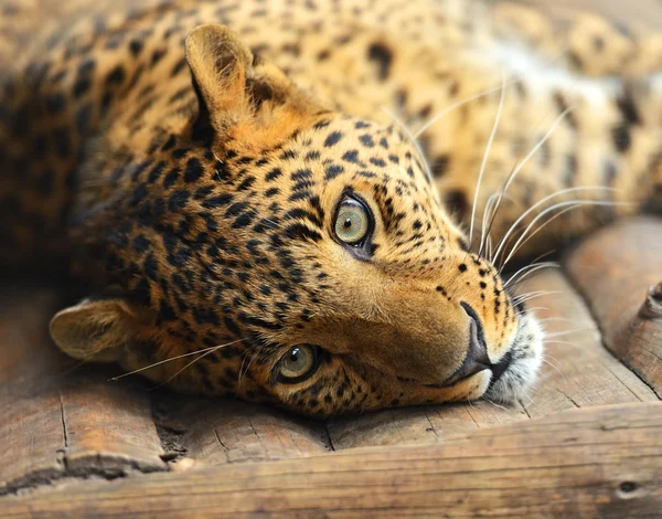 Portret van leopard — Stockfoto