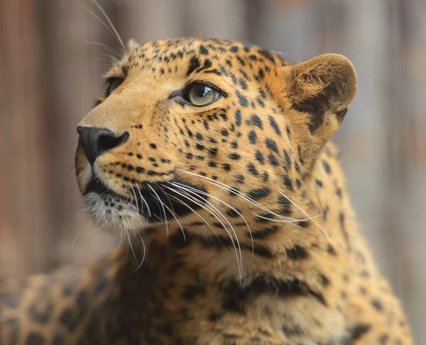 Portret van leopard — Stockfoto