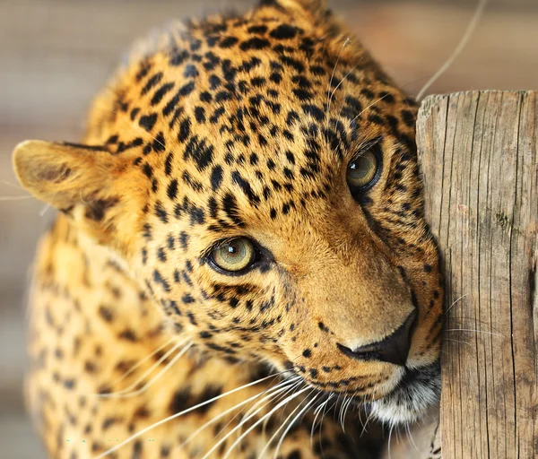 Retrato de Leopardo — Fotografia de Stock