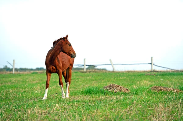 Häst — Stockfoto