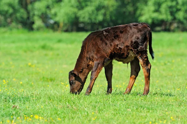 Una vaca pastando en un pasto — Foto de Stock