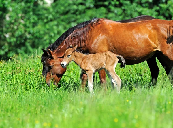 Cavalo — Fotografia de Stock