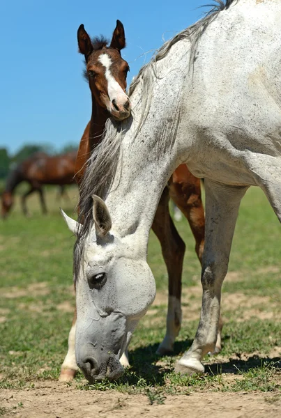 Cavalo — Fotografia de Stock