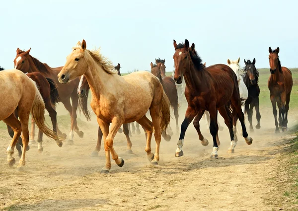 Cavallo — Foto Stock