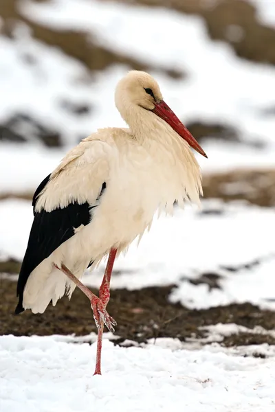 Storkar — Stockfoto