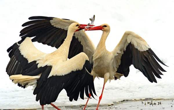 Storks — Stock Photo, Image