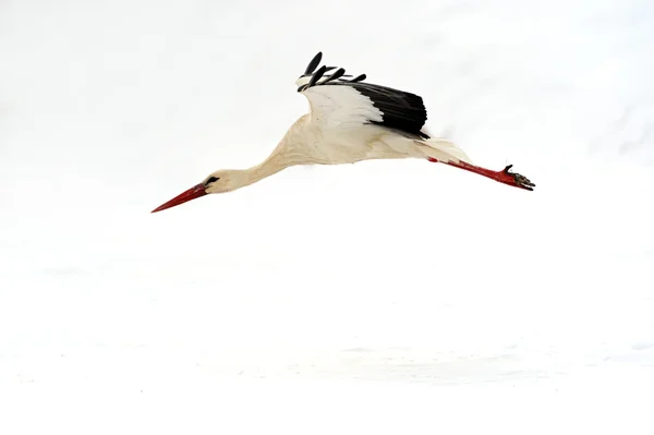 Storks — Stock Photo, Image