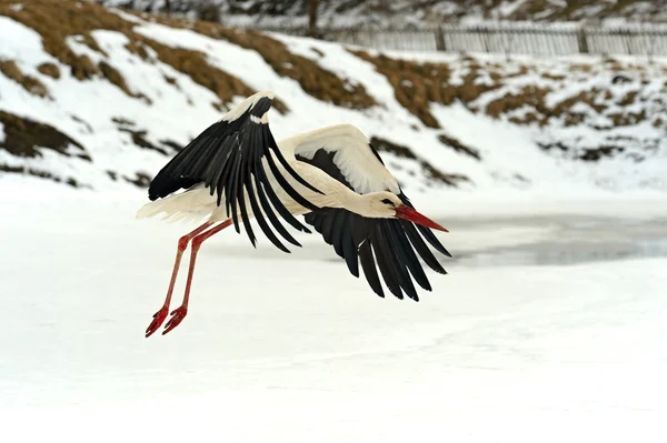 Storks — Stock Photo, Image