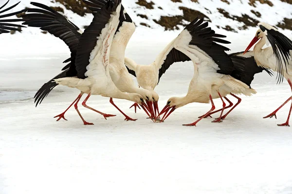 Storks — Stock Photo, Image