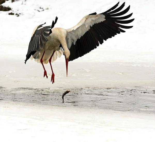 Storks — Stock Photo, Image