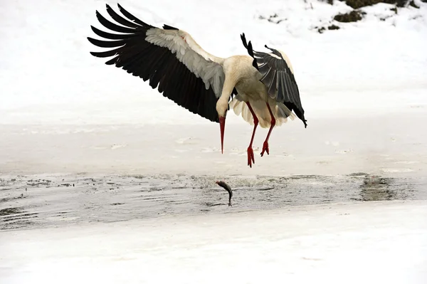 コウノトリ — ストック写真