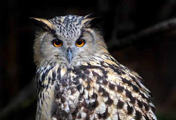 Portrait Owl — Stock Photo, Image