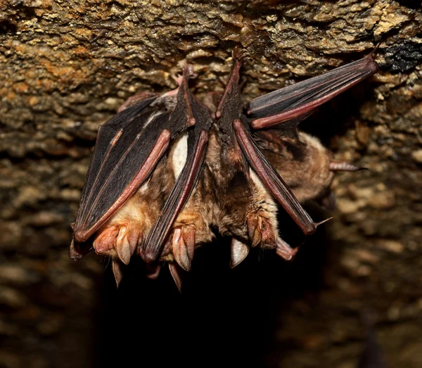 Bat Cave — Stock Photo, Image