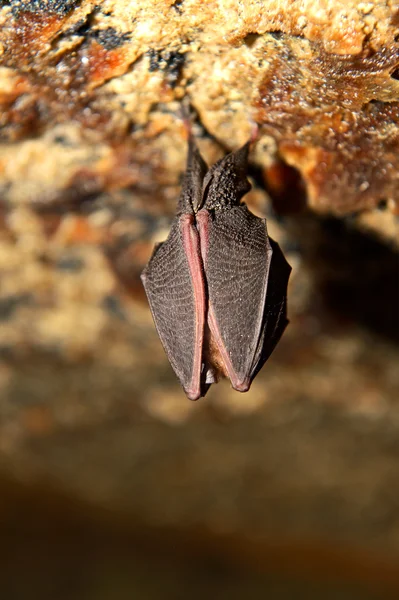 Fledermaushöhle — Stockfoto