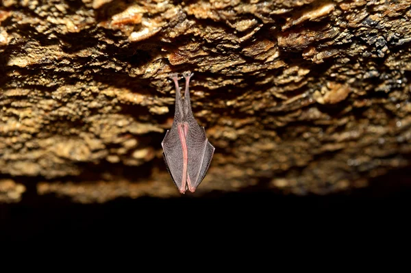 Grotta dei pipistrelli — Foto Stock