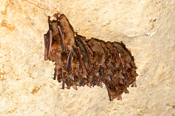 Cueva de murciélago — Foto de Stock