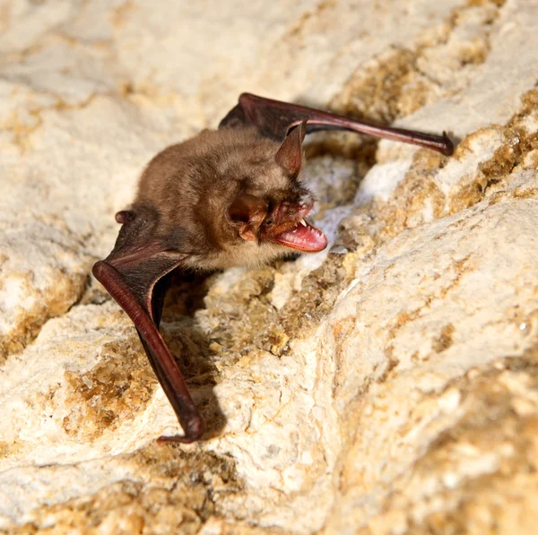 박쥐 동굴 — 스톡 사진