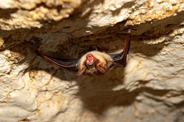 Cueva de murciélago —  Fotos de Stock