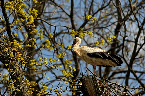 Stork — Stock Photo, Image