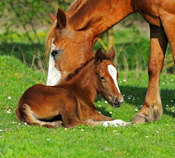 Häst — Stockfoto