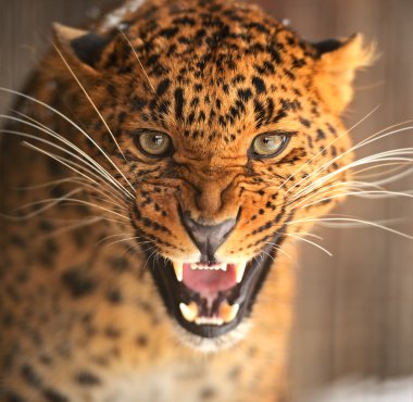 leopar portresi