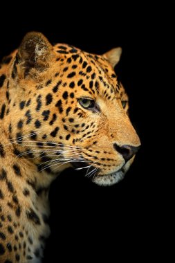 leopar portresi
