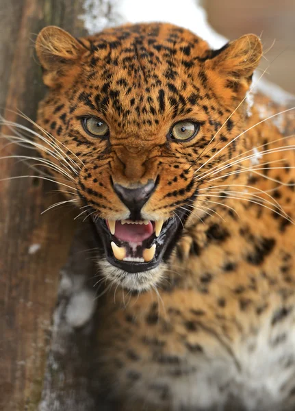 Portrét Leopard — Stock fotografie