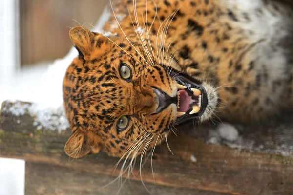 Portrét Leopard — Stock fotografie