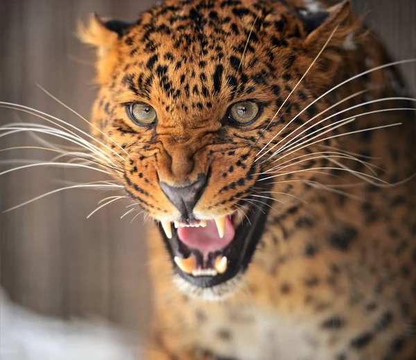 leopar portresi