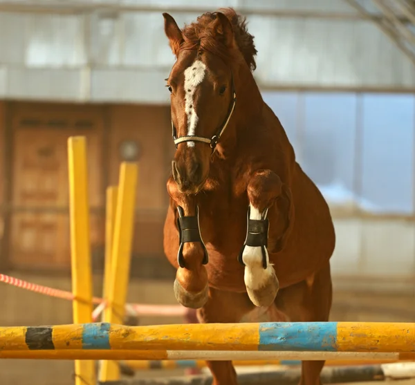 Caballo —  Fotos de Stock