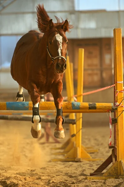 Horse — Stock Photo, Image