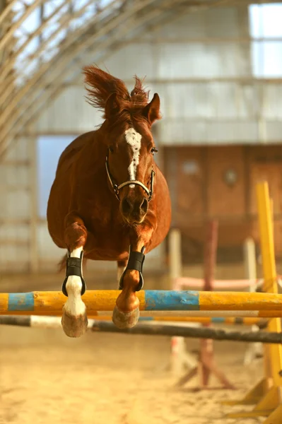 Pferd — Stockfoto