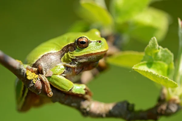 Frog — Stock Photo, Image