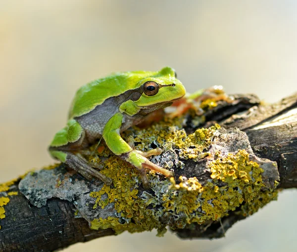 Žába — Stock fotografie