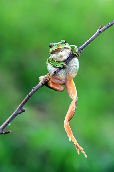 Frog — Stock Photo, Image