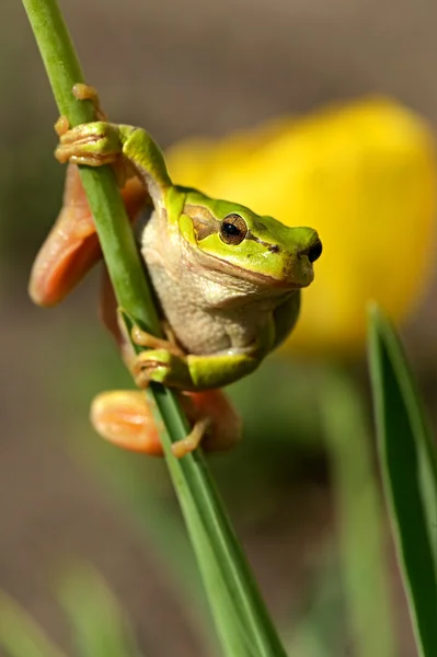 Rana — Foto de Stock