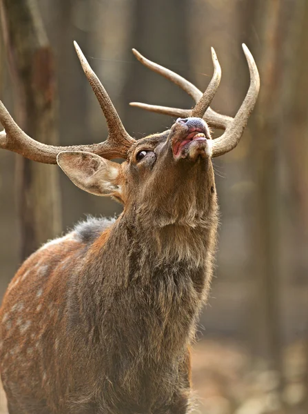 Gevlekte herten — Stockfoto