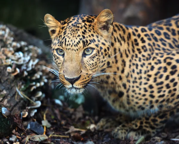 Porträtt av leopard — Stockfoto
