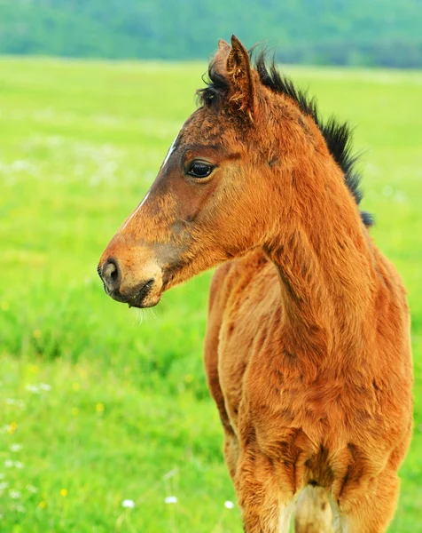 Kůň — Stock fotografie