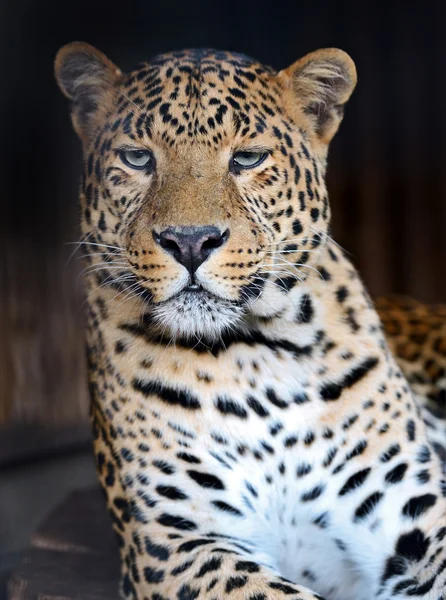Retrato de Leopardo — Foto de Stock