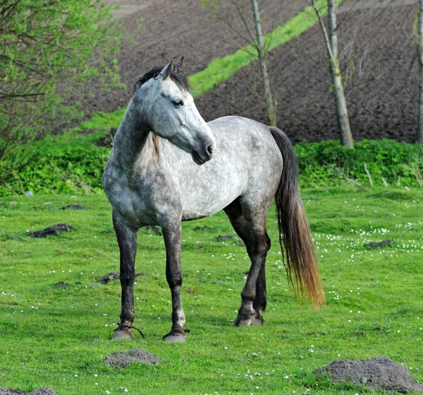 Horse — Stock Photo, Image