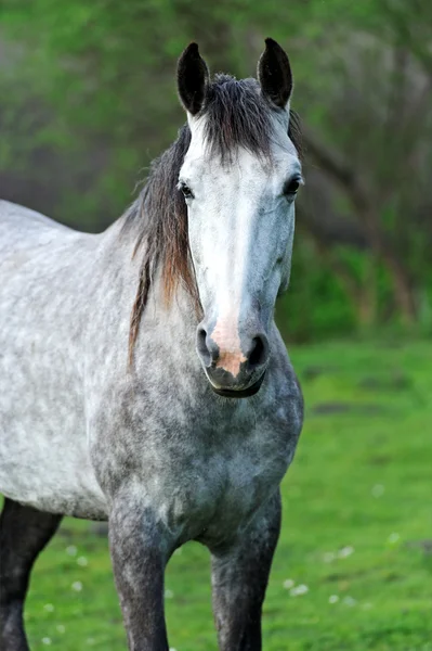 Horse — Stock Photo, Image