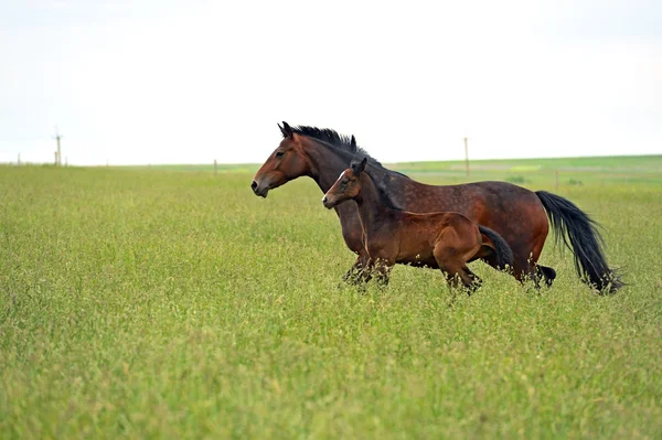 Cavallo — Foto Stock