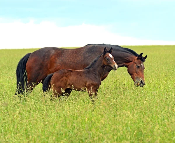 Cavallo — Foto Stock