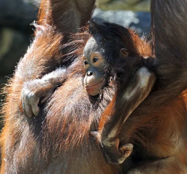 Monkey — Stock Photo, Image