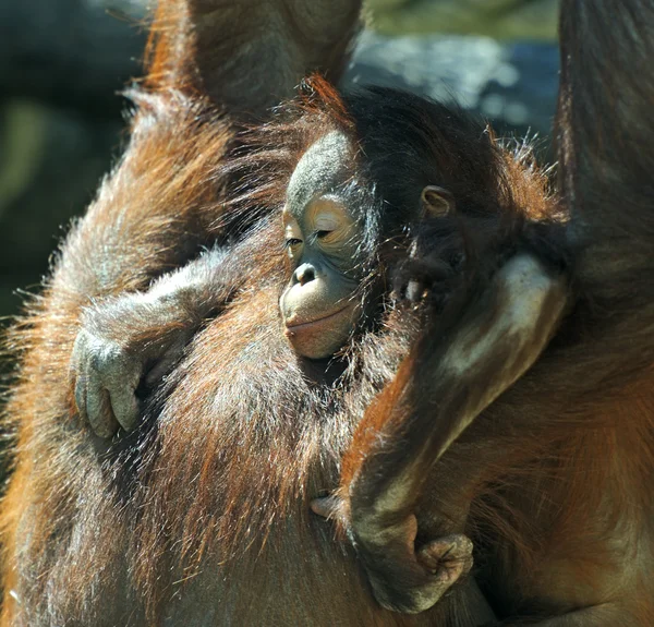 Monkey — Stock Photo, Image