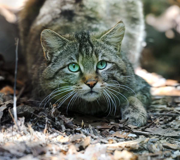 Lesní kočka — Stock fotografie