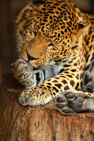 Retrato de Leopardo — Fotografia de Stock