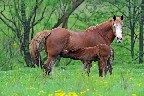 Un caballo con un ternero en el pasto — Foto de Stock