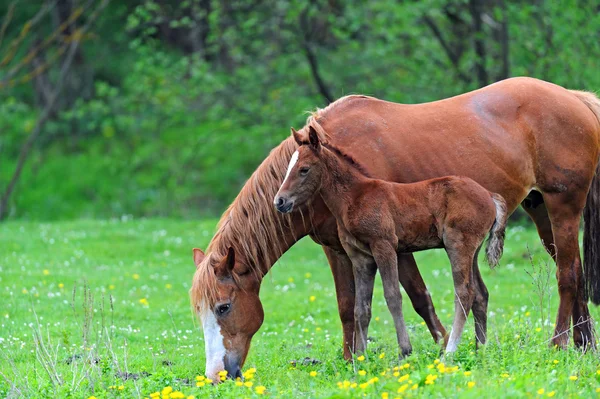 Cavalo — Fotografia de Stock